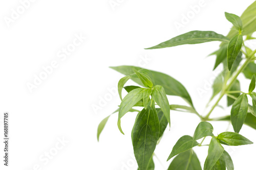 Andrographis paniculata plant isolated on the white background