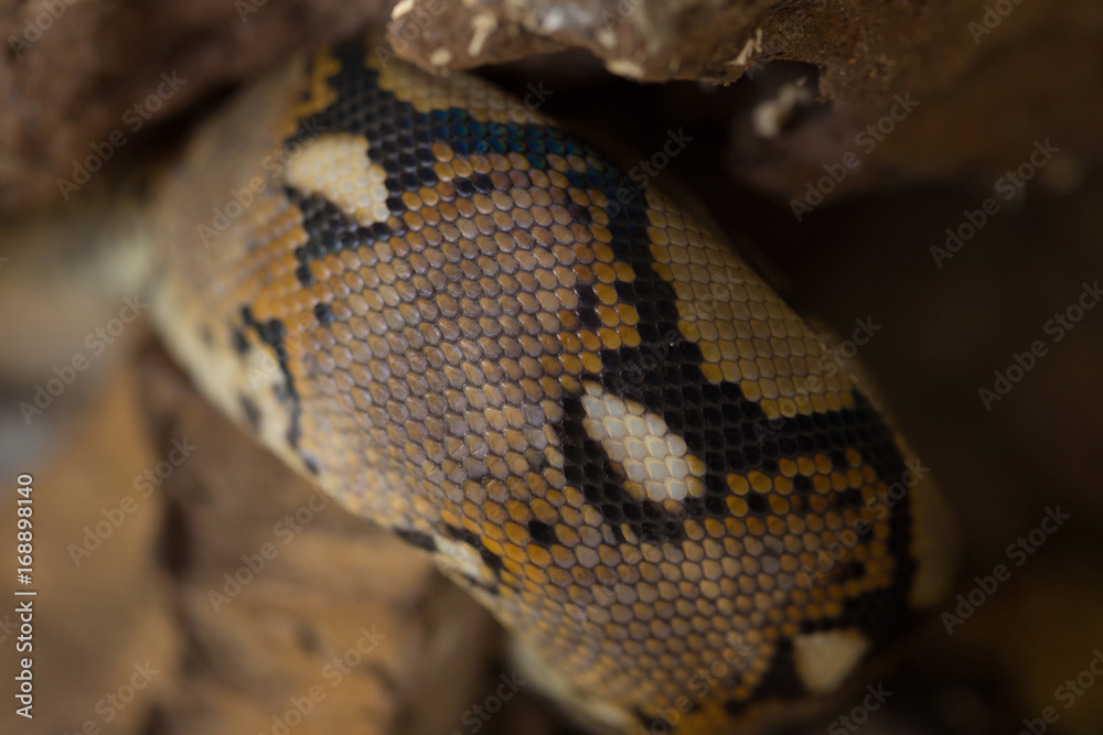 close up Pattern Boa Snake skin abstract textured close up Pattern Boa Snake skin abstract textured
