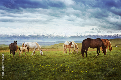 Horses on a blooming glade against the blue sky and snow mountains © babenkolev