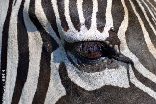 Closeup of Zebra at wildlife reserve