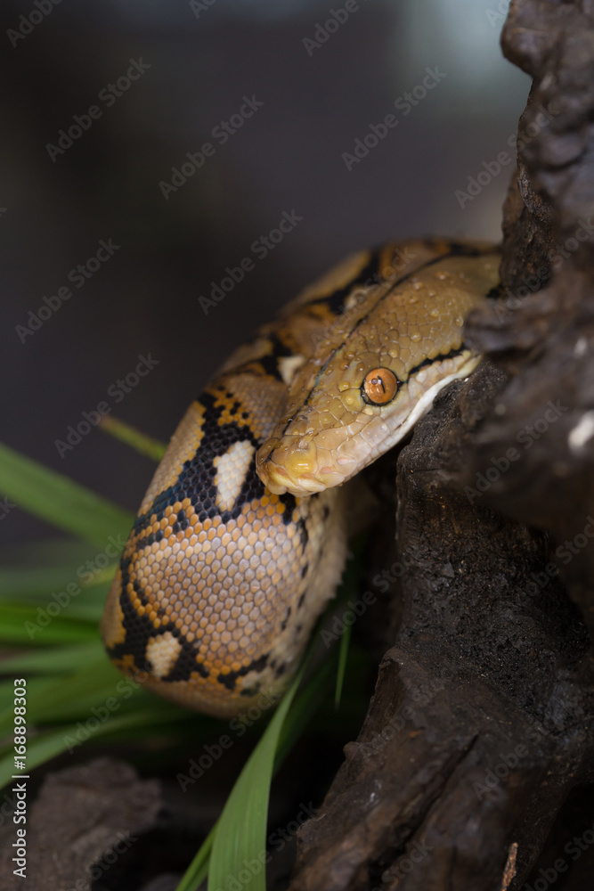 Reticulated python, Boa constrictor snake on tree branch Reticulated python, Boa constrictor snake on tree branch