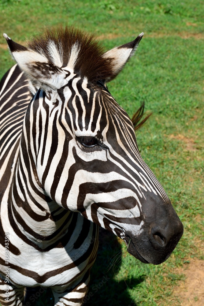 Fototapeta premium Zebra closeup at animal reserve