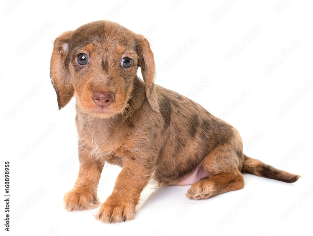 puppy Wire-haired Dachshund puppy Wire-haired Dachshund