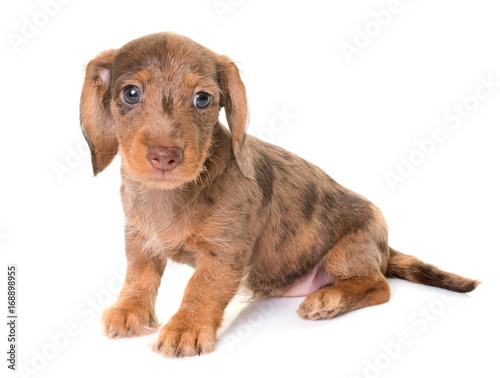 puppy Wire-haired Dachshund