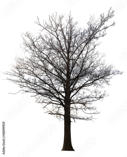 large dence straight bare tree isolated ob white