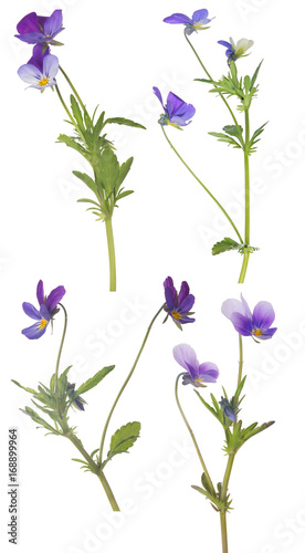Fototapeta Naklejka Na Ścianę i Meble -  four small lilac pansy flowers isolated on white