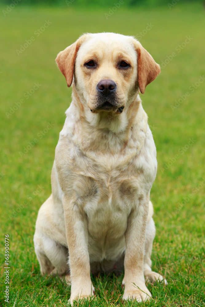 dog breed Labrador