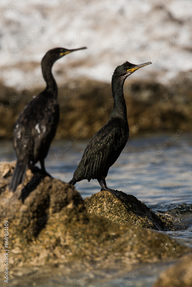 Obraz premium European Shag, Cormorant, Phalacrocorax aristotelis