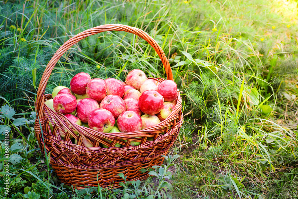 Red apples in basket on green grass in the garden Red apples in basket on green grass in the garden