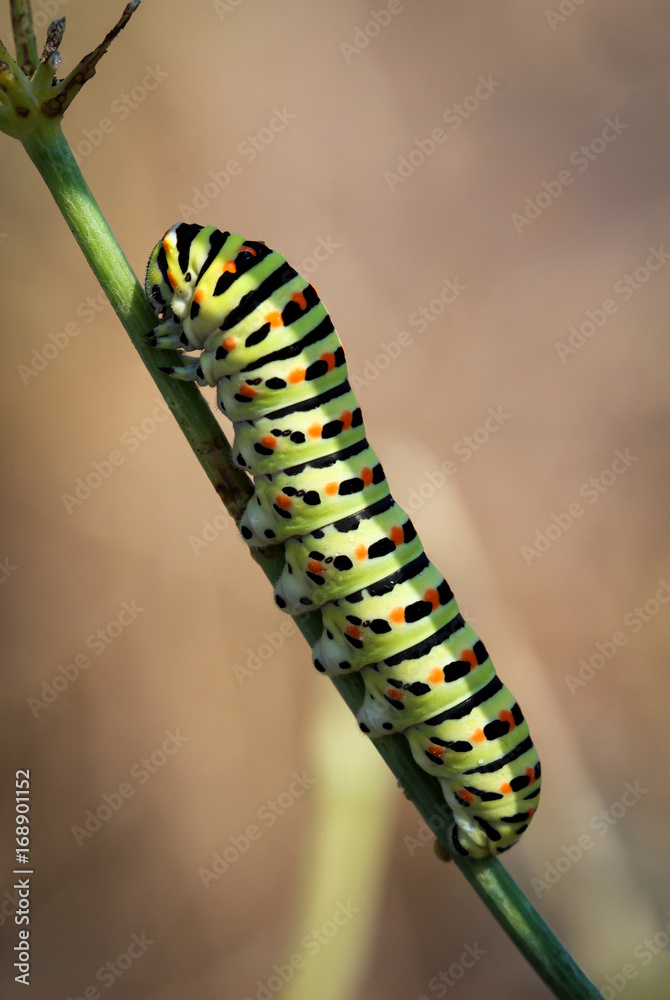 Fototapeta premium Raupen eines Schwalbenschwanz, Schmetterling