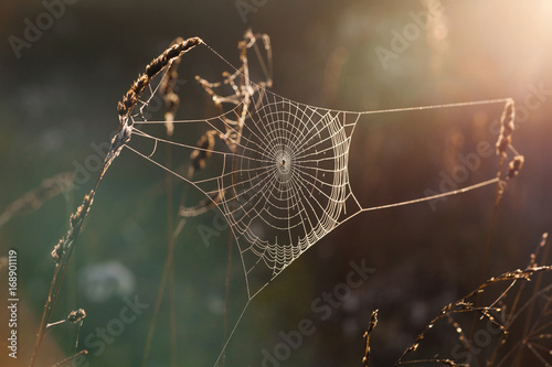 Spider Webs in Morning Sun