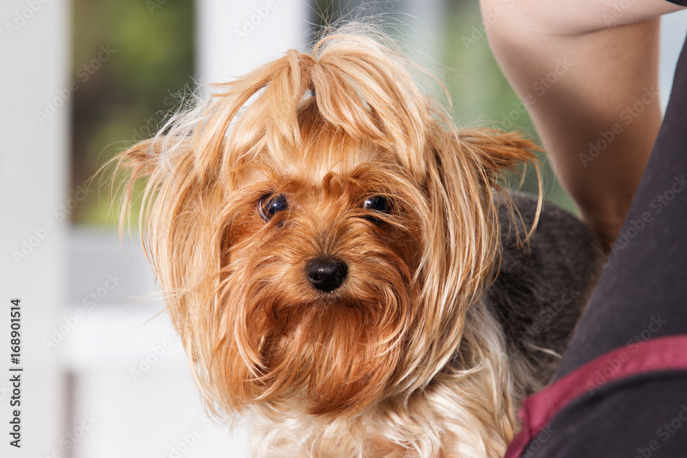 Portrait of a Yorkshire terrier Portrait of a Yorkshire terrier