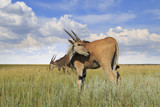 Wild eland antelope (common eland) in the field under the cloudy sky
