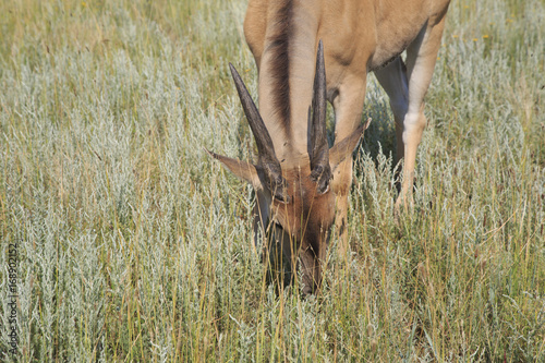 Eland antelope grazes in the steppe close up
