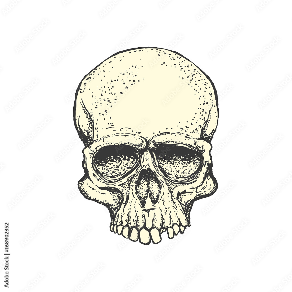 Human skull on white background. Design element for logo, label, emblem, sign. Vector illustration