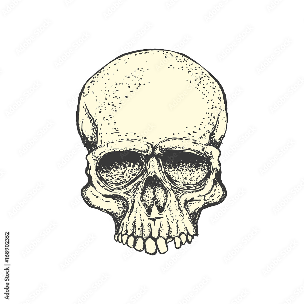 Human skull on white background. Design element for logo, label, emblem, sign. Vector illustration Human skull on white background. Design element for logo, label, emblem, sign. Vector illustration