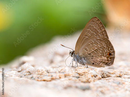 Close up of Common Ciliate Blue butterfly feed on rock; Anthene emolus Godart on stone with warm light flare photo
