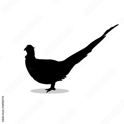 Pheasant bird black silhouette animal. 