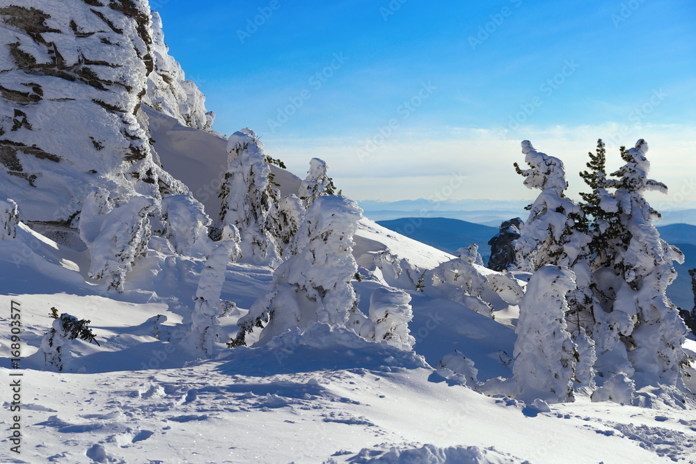 custom made wallpaper toronto digitalSnow-capped trees of unusual shape at the top of the Mountain name is Zelenaya in the village of Sheregesh, Kemerovo region, Siberia, Russia. Misty winter forest landscape.
