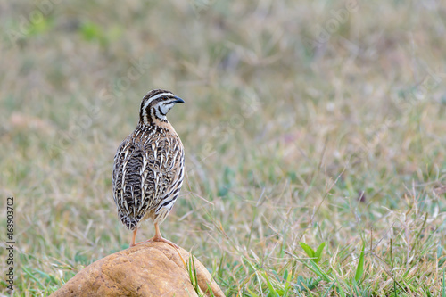 Rain Quail or Coturnix coromandelica, beautiful bird standing in meadow with brown background. photo