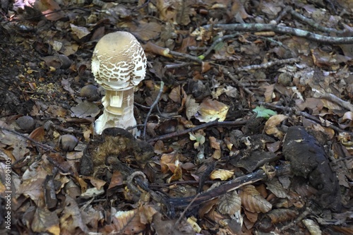 Junger Parasol auf dem Waldboden mit zersetzten alten Parasol photo