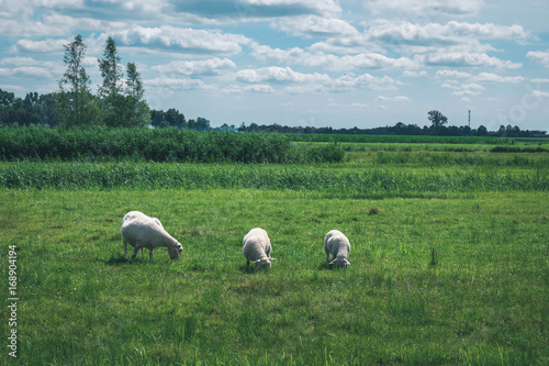 Fototapeta Naklejka Na Ścianę i Meble -  Sheep on a Field