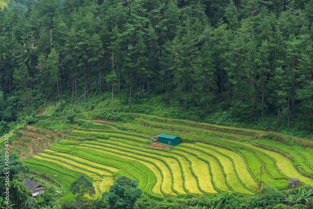 Rice terrace at Mu Cang Chai is a rural district of Yen Bai Province, in the Northwest region of Vietnam have been recognized as national landscapes by the Ministry of Culture, Sports and Tourism.