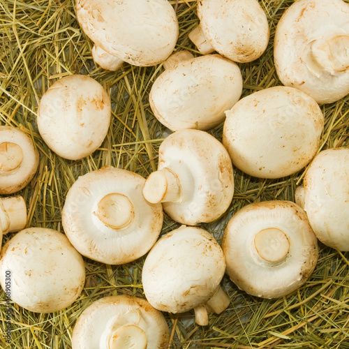 Mushrooms champignons close-up