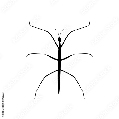 Stick insect black silhouette animal