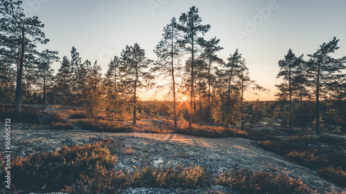 Forest Sunset