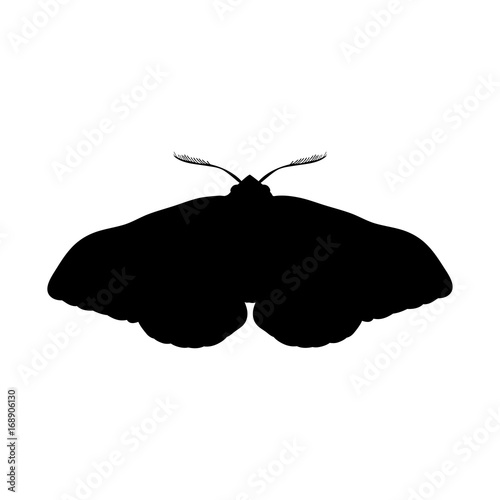 Moth insect black silhouette animal