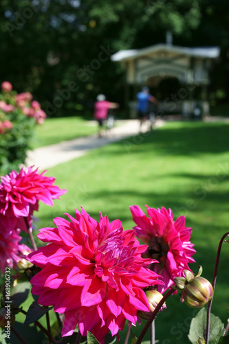 Dahlia Engelhardts Matador photo