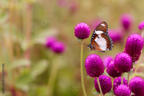 Amaranth (Comphrena globosa) and butterfly in the garden with nature blurred background. Selective focus. photo