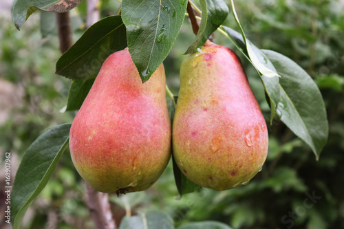 Crop of pears,Healthy Organic Pears.