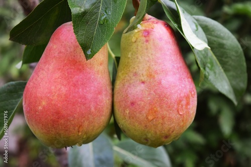 Crop of pears,Healthy Organic Pears.