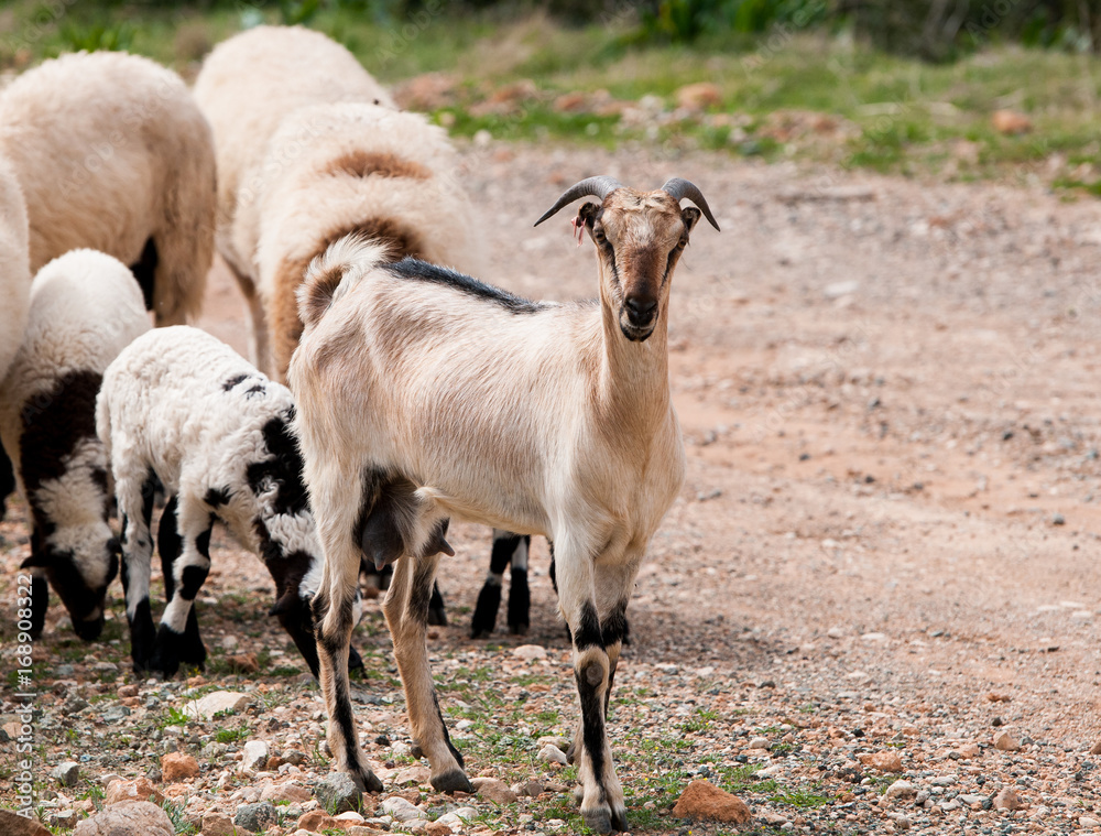 Naklejka premium White Goat animals