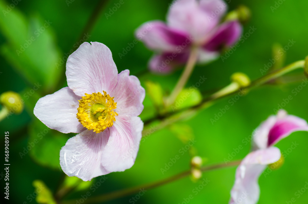 Pale pink flower Japanese anemone, close-up Pale pink flower Japanese anemone, close-up