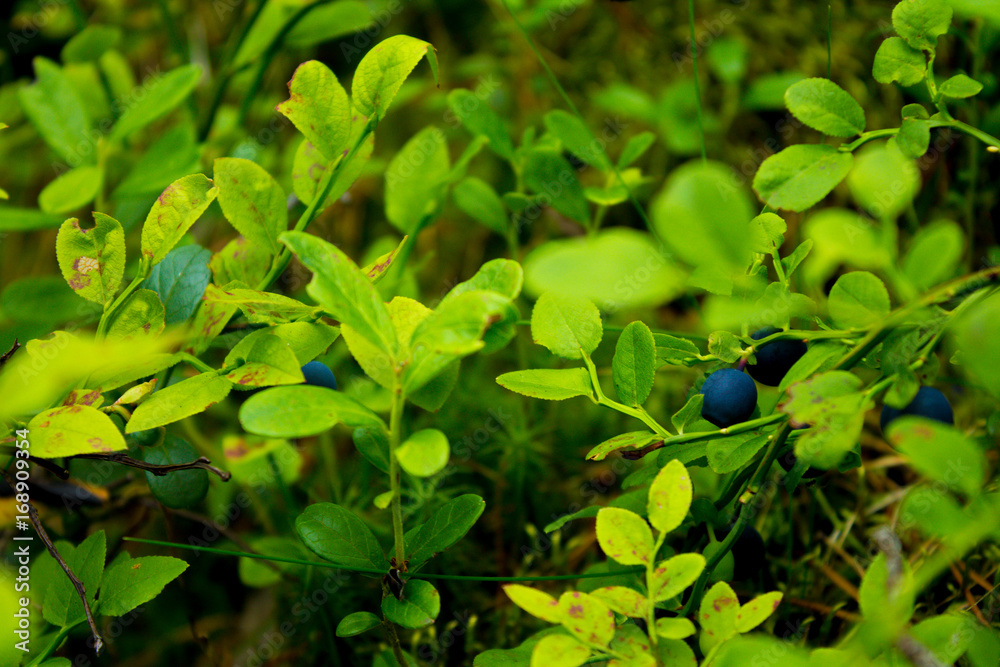 Blueberries in natural surroundings in eastern Finland Blueberries in natural surroundings in eastern Finland