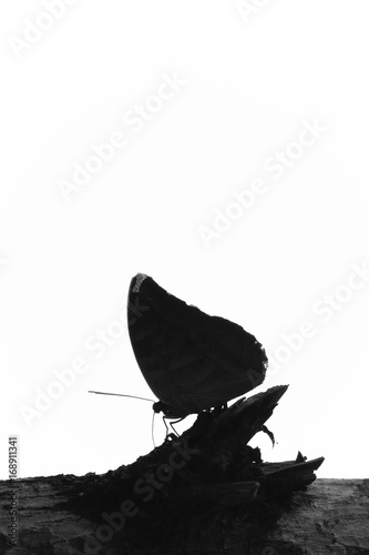 Mariposa ojo de buho  C  ligo Eurilochus 
