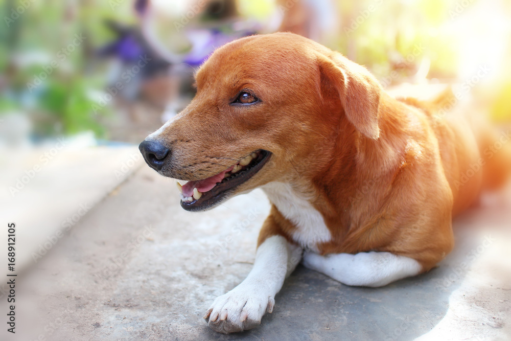 Portrait of an adorable brown dog. Portrait of an adorable brown dog.