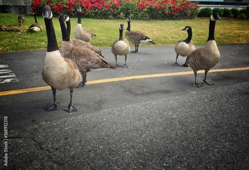 Canadian Geese on Bike Path