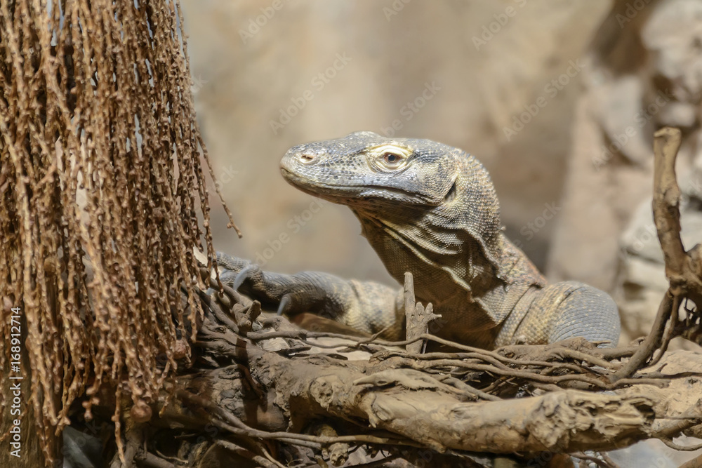 Obraz premium Reptile Komodo Varan peeps out from behind the branches of a tree