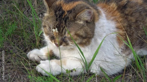 A three-coloured cat lying in the grass and napping