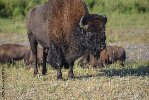 American Bison © Luke