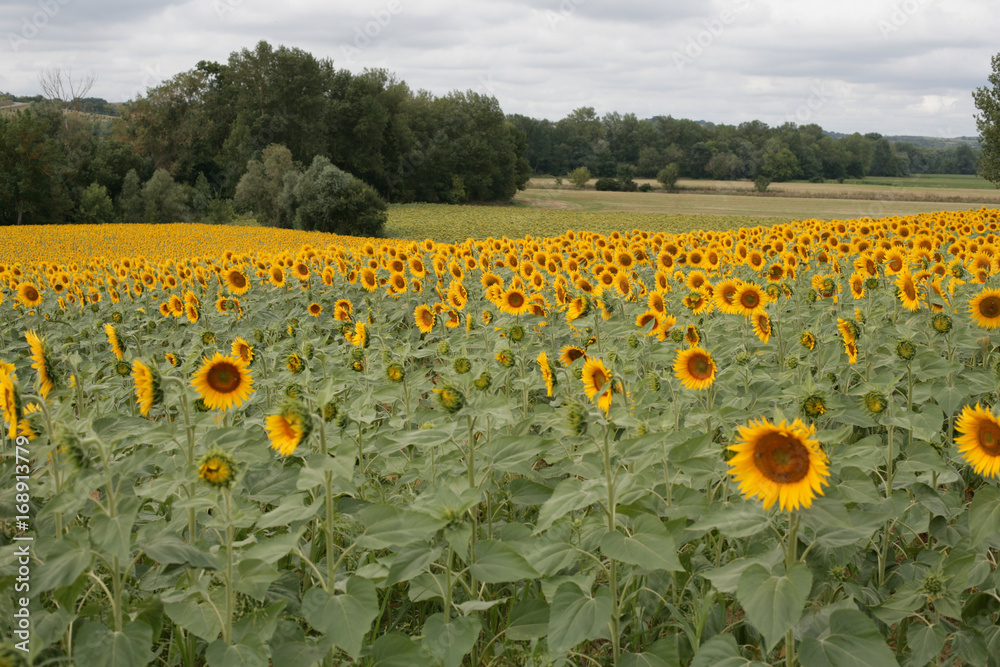 Naklejka premium Sunflower field