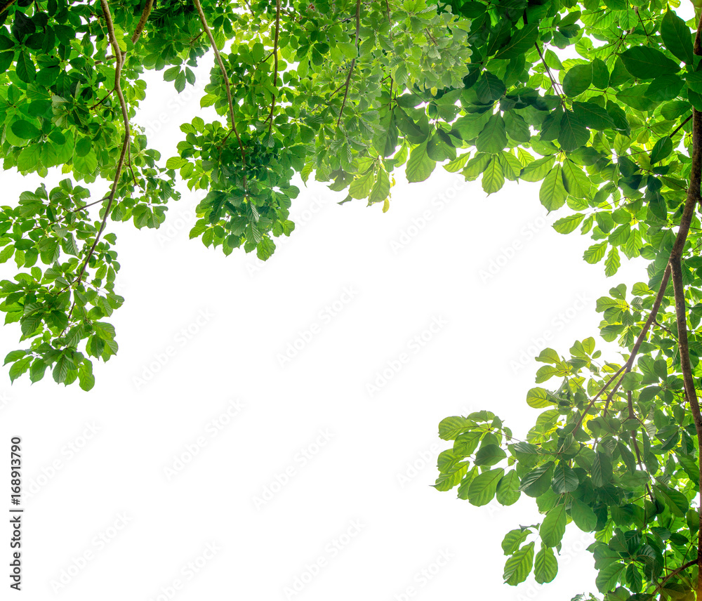 The branches and leaves are green on a white background,Clipping Path. The branches and leaves are green on a white background,Clipping Path.