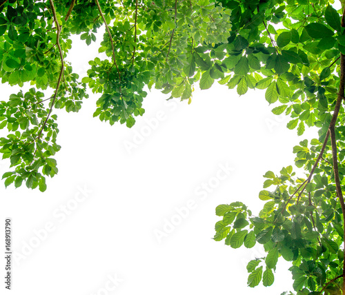 The branches and leaves are green on a white background,Clipping Path.