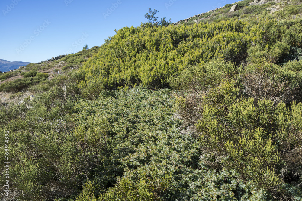 Fototapeta premium Padded brushwood (Cytisus oromediterraneus and Juniperus communis) near Hornillo Stream, in Guadarrama Mountains National Park, Spain