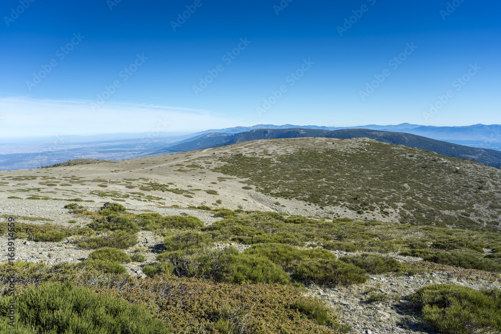 Padded brushwood (Cytisus oromediterraneus and Juniperus communis) in Guadarrama Mountains National Park, Spain