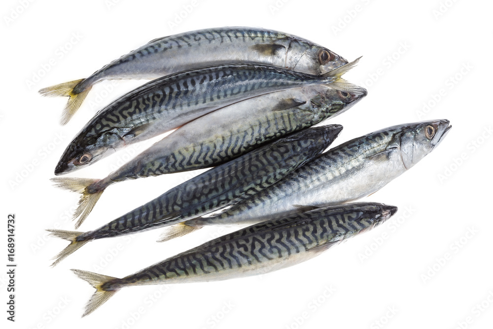 Fish mackerel in group on white background Fish mackerel in group on white background